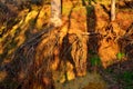 Human silhouette under hanging tree roots