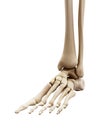The human skeletal foot Royalty Free Stock Photo