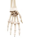 The human skeletal hand