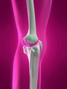 Human skeletal knee Royalty Free Stock Photo