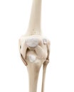 The human skeletal knee Royalty Free Stock Photo