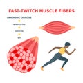 Fast twitch white muscle fiber type illustration