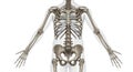 Human skeletal system viewed from the back. Features include the spine, ribs, pelvis, Royalty Free Stock Photo