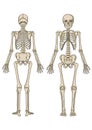 Human Skeleton In