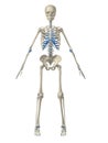 Human skeleton