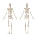 Human Skeleton