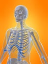 Human skeleton Royalty Free Stock Photo