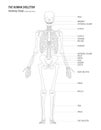 The human skeleton anatomy study concept black linear high details design