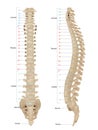 Human Skeleton Anatomy.Vertebral Column of Human Body Anatomy infograpic diagram including all vertebra cervical