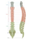 Human Skeleton Anatomy.Vertebral Column of Human Body Anatomy diagram including all vertebra cervical thoracic lumbar Royalty Free Stock Photo