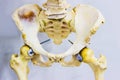 Human skeleton of articulated hip joint anatomy showing sacrum, hip bone, femur and lower lumbar vertebra Royalty Free Stock Photo