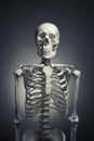 Human skeleton body on a grey background