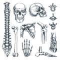 Human skeleton, bones and joints, isolated on white background. Vector hand drawn sketch illustration. Anatomy icons set Royalty Free Stock Photo