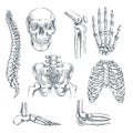 Human Skeleton, Bones And Joints. Vector Sketch Isolated Illustration. Hand Drawn Doodle Anatomy Symbols Set