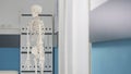 Human skeleton with bones and spinal cord in osteopathy office