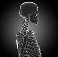 Human Skeleton Royalty Free Stock Photo