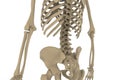 Human Skeleton