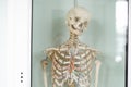 Human skeleton cubit anatomical model. Medical clinic concept. Selective focus