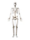 Human skeleton Royalty Free Stock Photo