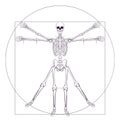 Skeleton Da Vinci Vitruvian Man Royalty Free Stock Photo