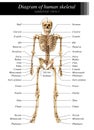 Human skeleton diagram Royalty Free Stock Photo