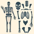 Human skeleton with different parts. Anatomy of human body, wrist and thorax, chest, finger and skull, jaw and pelvis