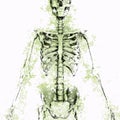 Human skeleton drawing with grungy texture