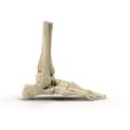 Human Skeleton Foot on White 3D Illustration