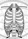 The human skeleton in the form of a beetle. Art line drawing. Dudling. Royalty Free Stock Photo