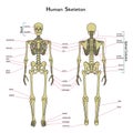 Human Skeleton, Front And Rear View With Explanatations.
