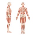 Human Skeleton Front And Side View. Men Anatomy Illustration On White Background With A Body Silhouette.