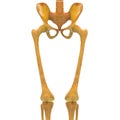 Human Skeleton Hip and Pelvis Royalty Free Stock Photo