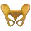 Human Skeleton Hip and Pelvis Royalty Free Stock Photo