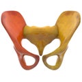 Human Skeleton Hip and Pelvis Royalty Free Stock Photo