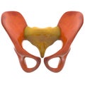 Human Skeleton Hip and Pelvis Royalty Free Stock Photo