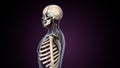 3d illustration of human skeleton anatomy.