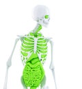 Human skeleton with internal organs. Isolated. Contains clipping path Royalty Free Stock Photo