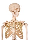 Human skeleton isolated on white background.