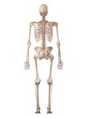 The human skeleton and ligaments Royalty Free Stock Photo