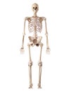 The human skeleton and ligaments Royalty Free Stock Photo