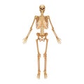 Human skeleton. Medical 3D anatomical banner. Realistic bones of limbs or skull, trunk with spine and ribs. Front view