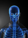 Human Skeleton Medical Scan Royalty Free Stock Photo