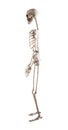 Human skeleton model isolated on white background. Side view. Musculoskeletal system. Anatomy, Halloween day, horror