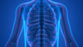 Human Skeleton with Nervous System