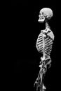 Human skeleton partner anatomical death abstract isloated partner Royalty Free Stock Photo