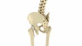 Human skeleton: pelvis and sacrum. Medically accurate