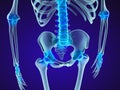 Human skeleton: pelvis and sacrum. Xray view.