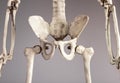 Human skeleton pelvis. Skeletal system anatomy, body structure, medical education concept. Reproductive, urinary or