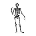 human skeleton pointing up or explaining something vector illustration sketch hand drawn with black lines, isolated on white back
