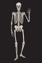 Human Skeleton Posing Isolated Over Black Background Vector Illustration. Hand Drawn Gothic Style Placard, Poster Or Print Design